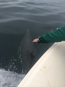 Dolphin Trips Topsail Beach